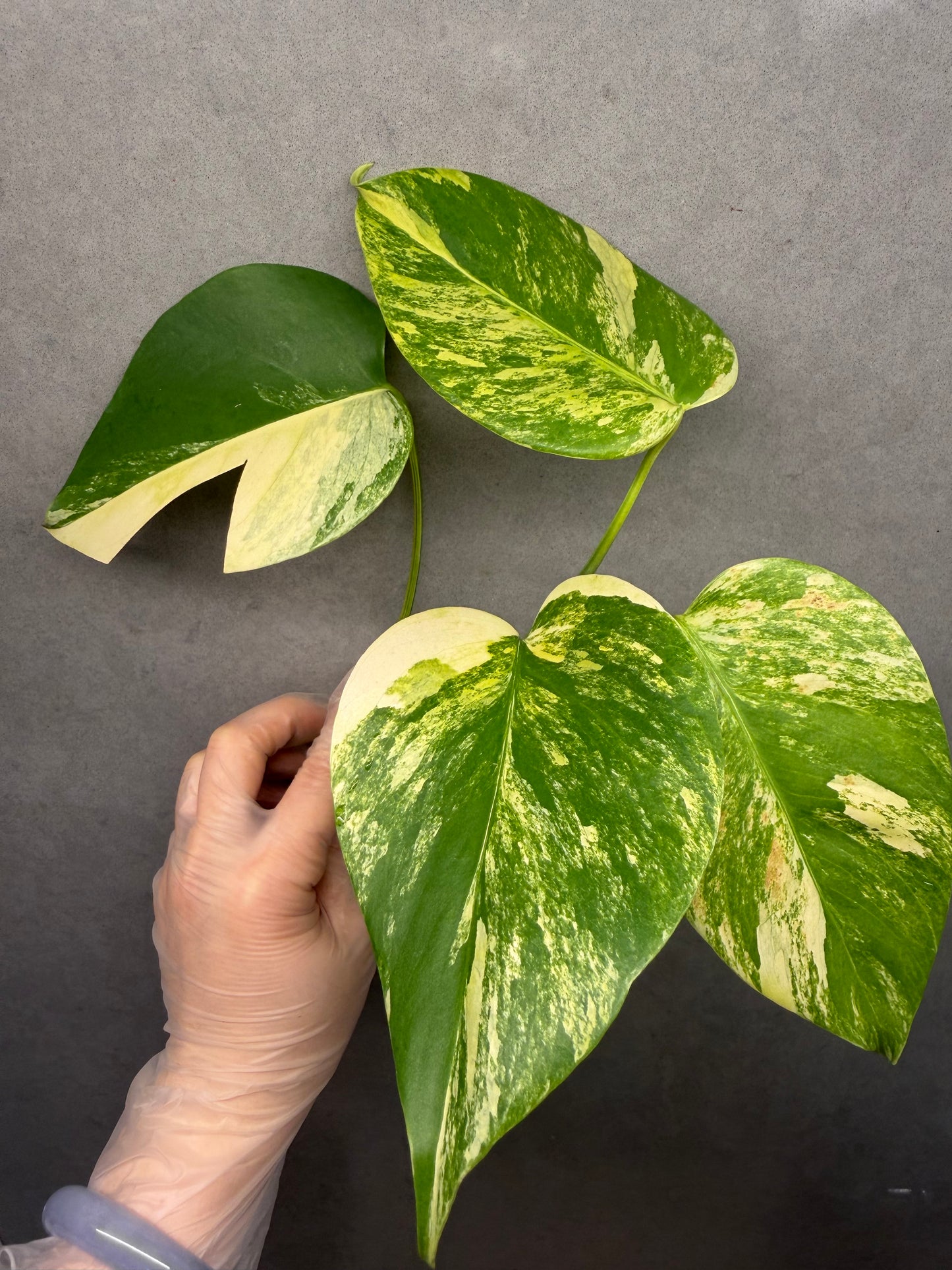 🌿Monstera Aurea（4 leaves）