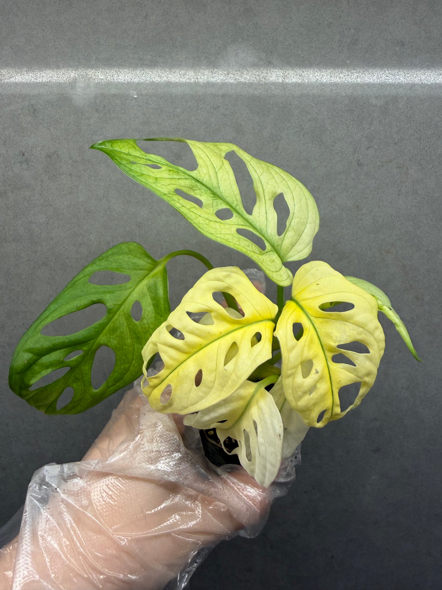 🌿monstera adansonii white monster