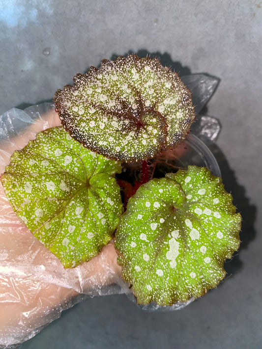 Begonia Super Universe