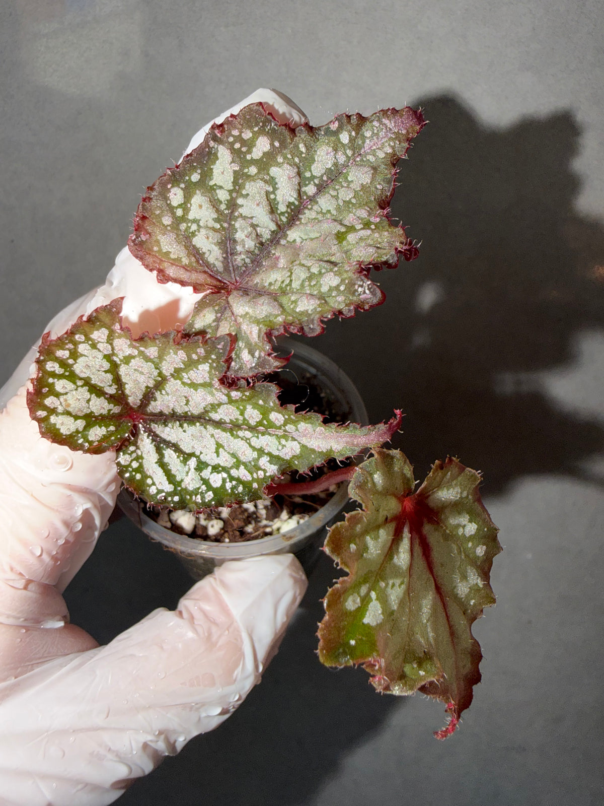 Begonia 4 Combo：sp. Julau➕ polilloensis x rajah➕ Martin Mystery➕ Robert Golden