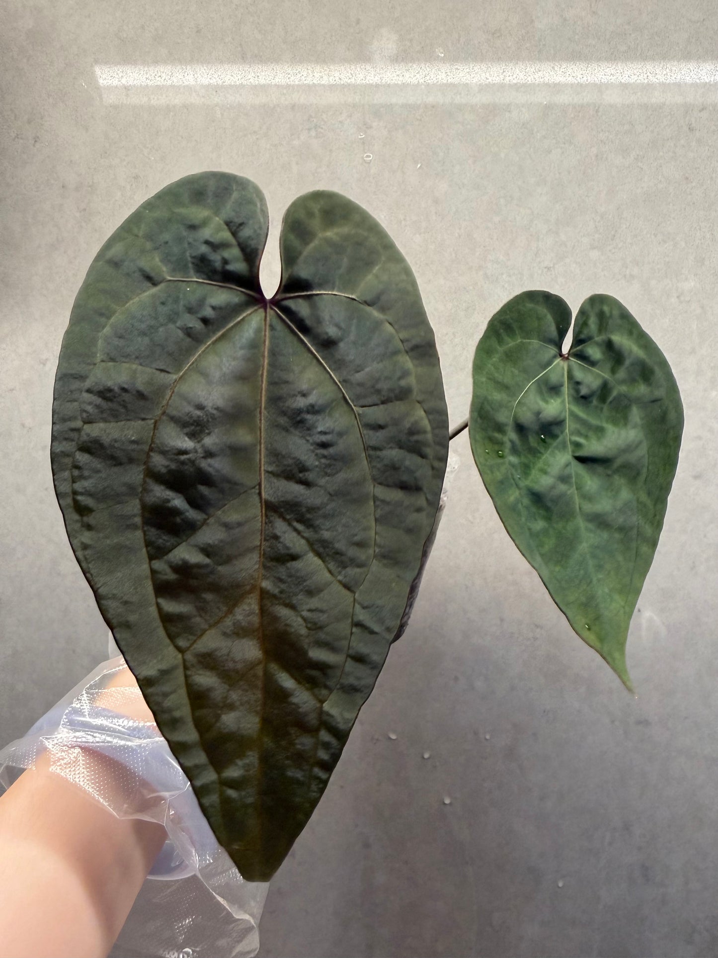 🌿Anthurium Tazula ace of spades