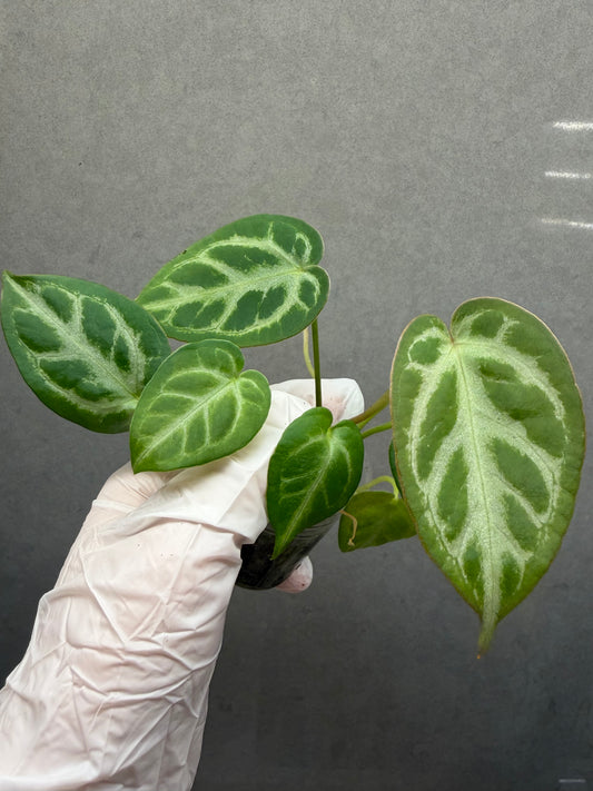 🌿 Anthurium Dorayaki