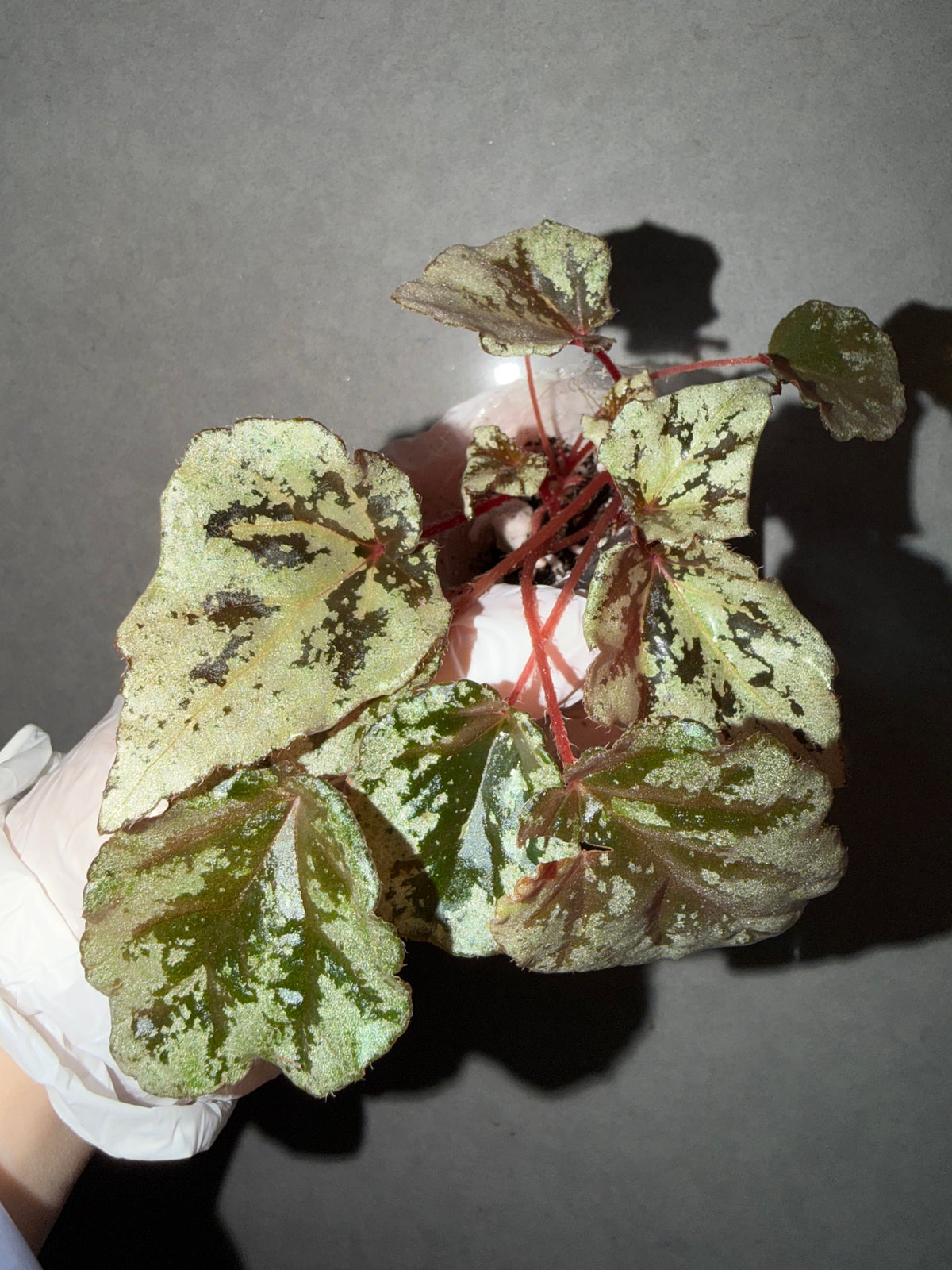 🍫Begonia ‘Chocolate Milk’