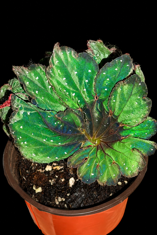 🌿Begonia Ryokuha