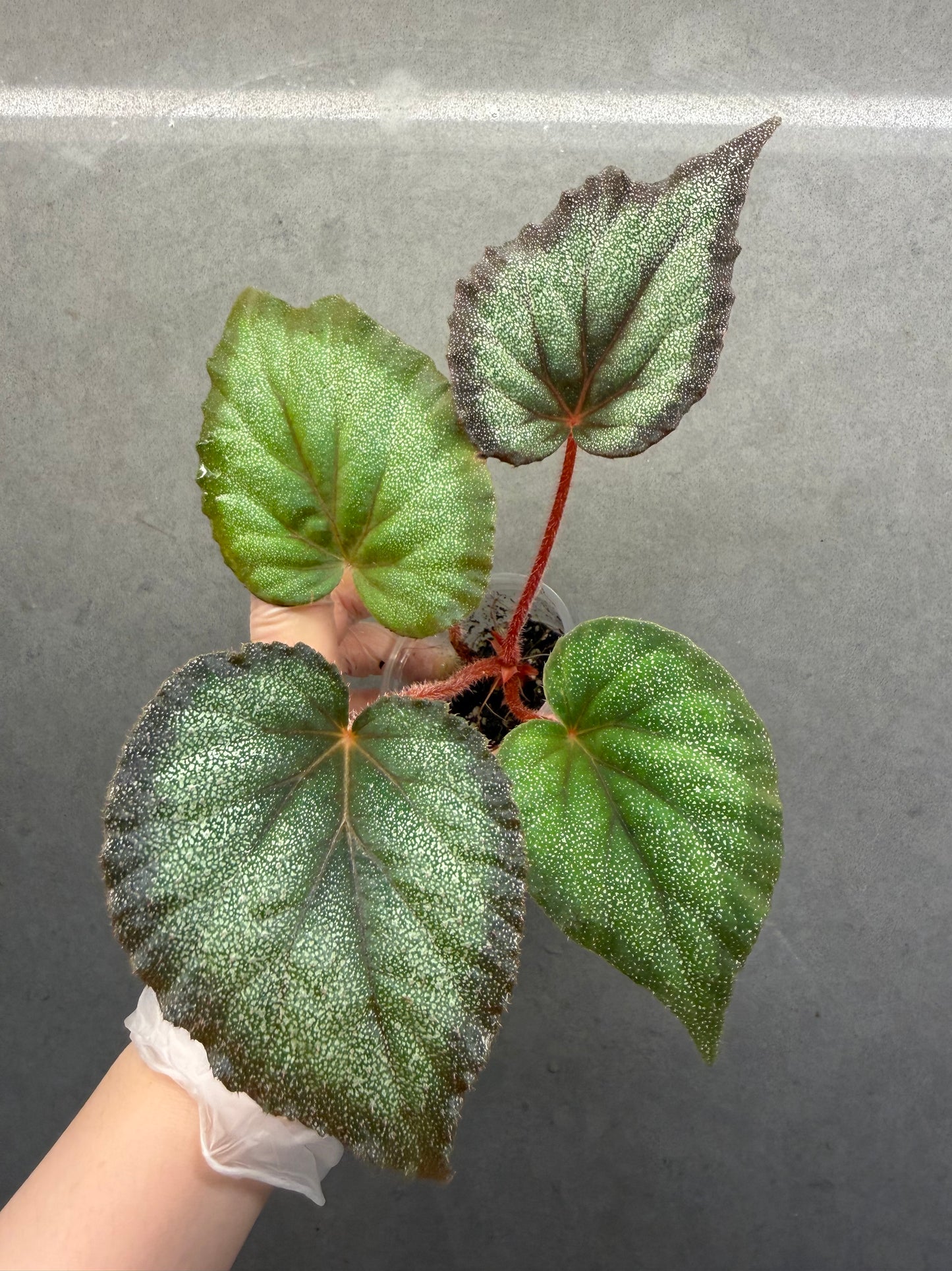 🌿 Begonia ‘Flamingo’