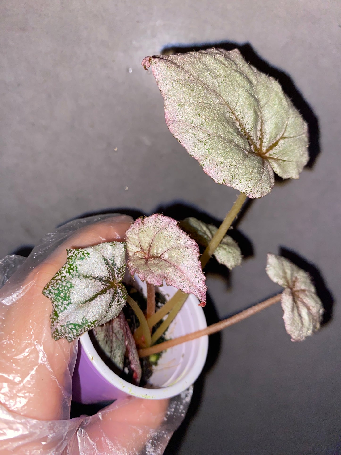 🌿 Begonia 'Margaret'