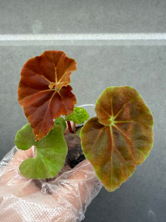 🌿Begonia ’Hoozukimaru‘❤️