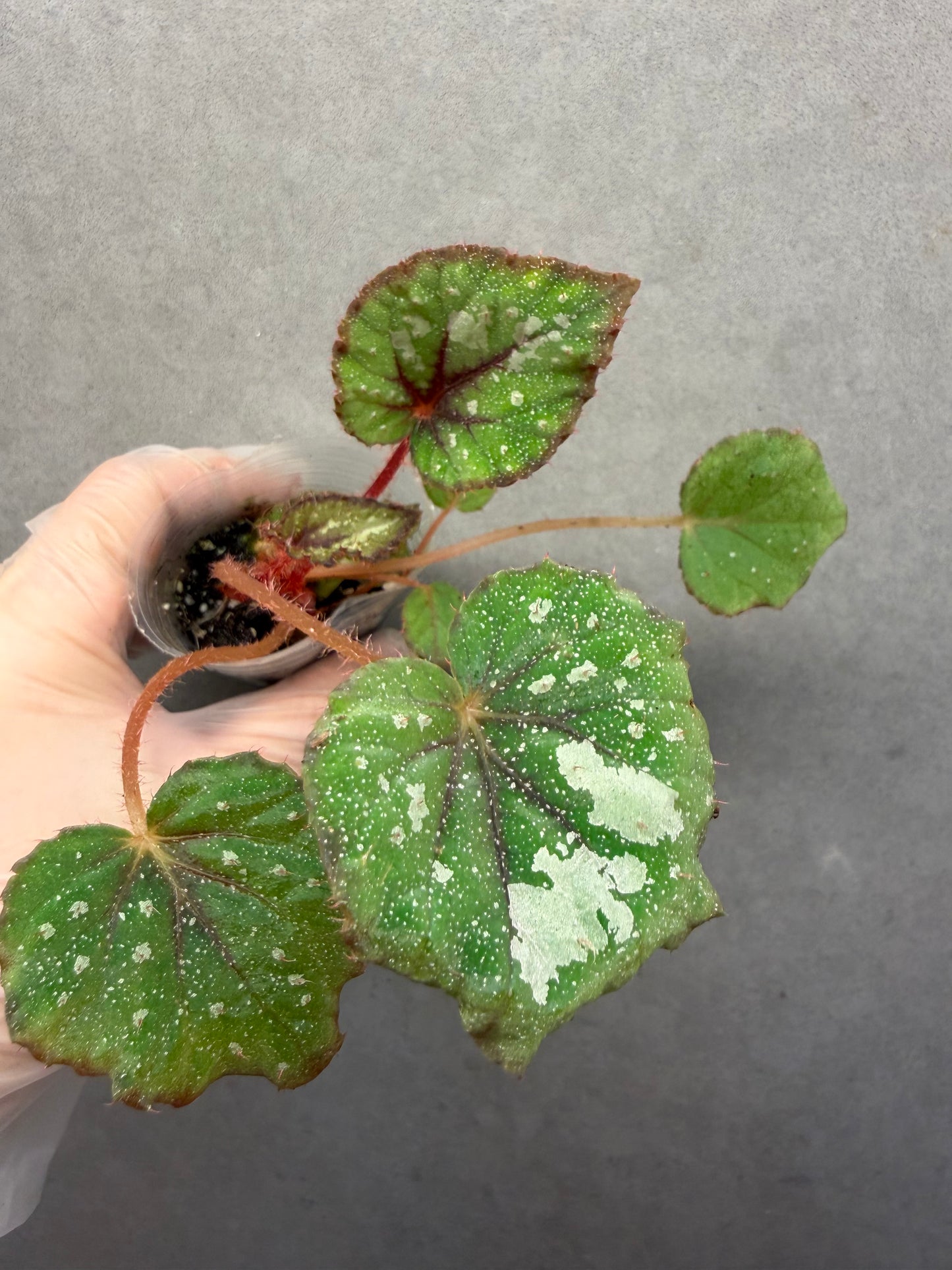 🌠 Begonia ‘DS-Antares’