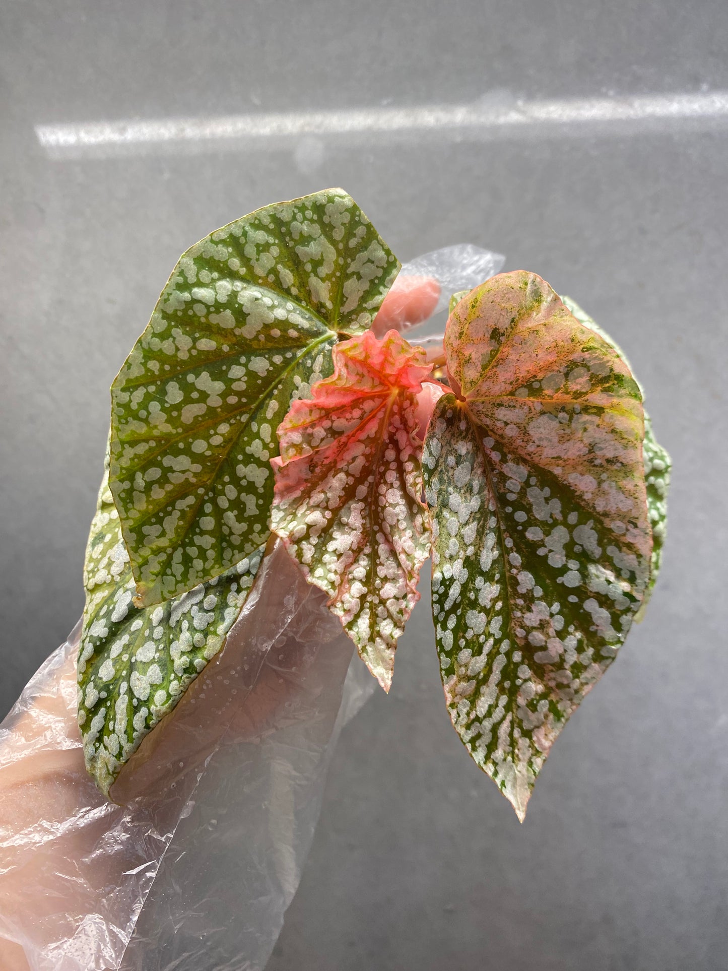 🌿 Begonia 'Snow Cap' Pink Variegated