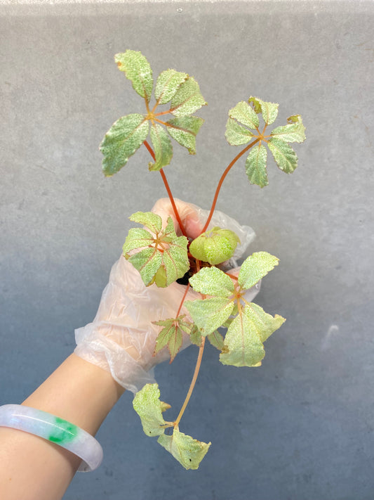 Begonia ‘Star Frost