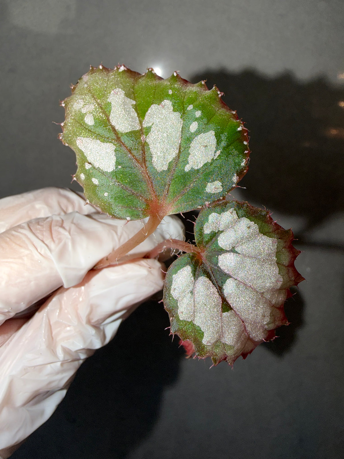 Begonia 5 Combo：Darthvaderiana（Green Spot）➕ hybrid ‘Blue-Green’➕ Black Bat➕ polilloensis x rajah➕ burkillii green form