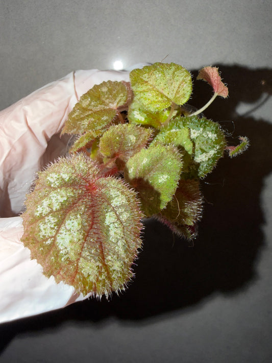 🌿Begonia picturata