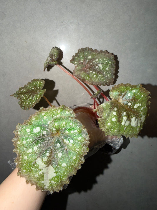 🌌Begonia 'Super Universe'
