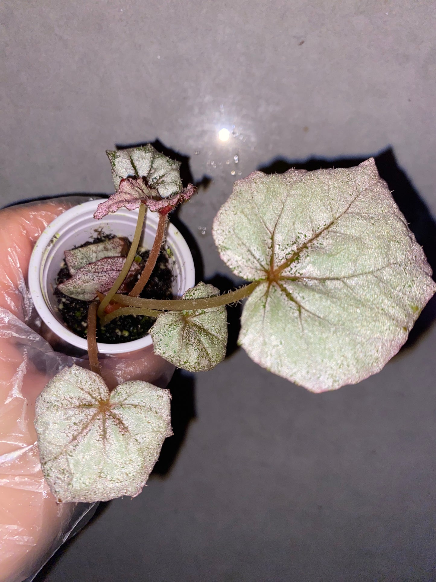 🌿 Begonia 'Margaret'