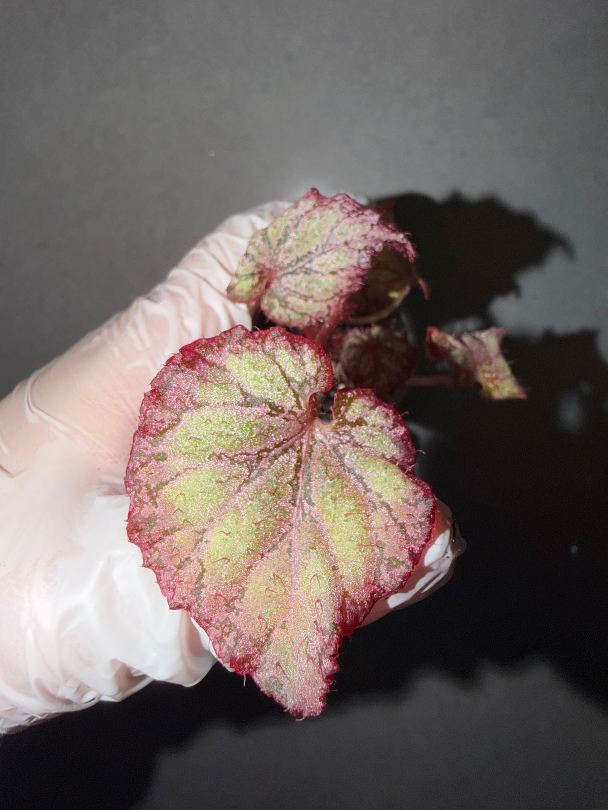🌿Begonia ‘Pink Panther’