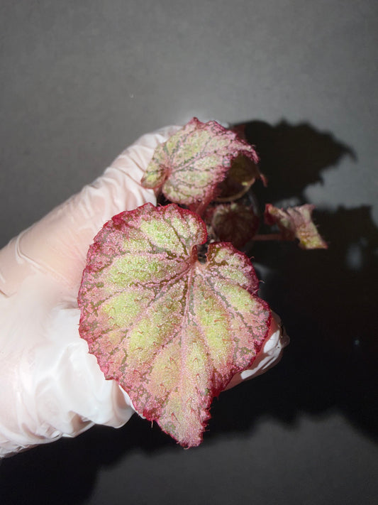 🌿Begonia ‘Pink Panther’