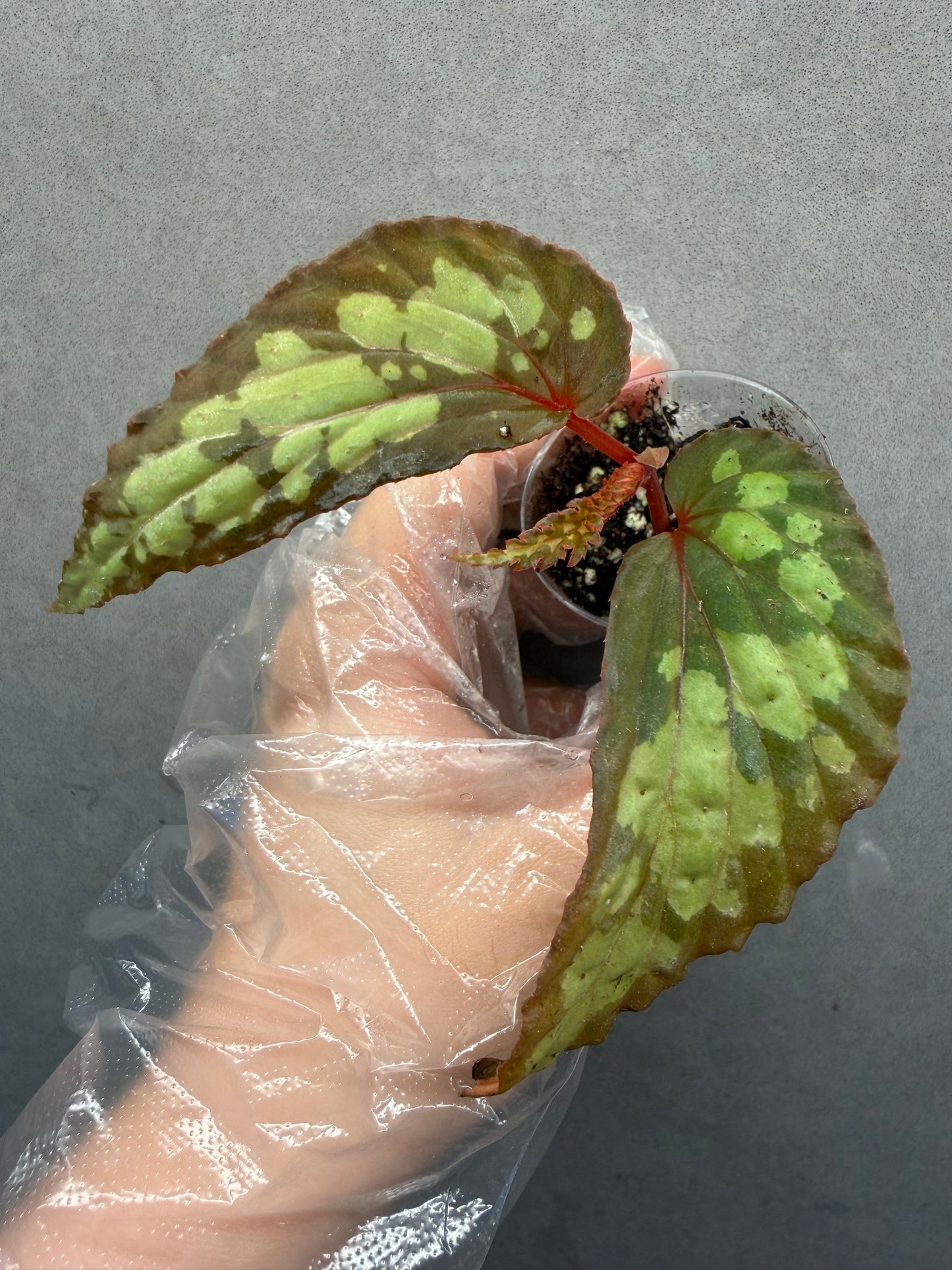 🌿Begonia sp. Kapuas Hulu（U679）