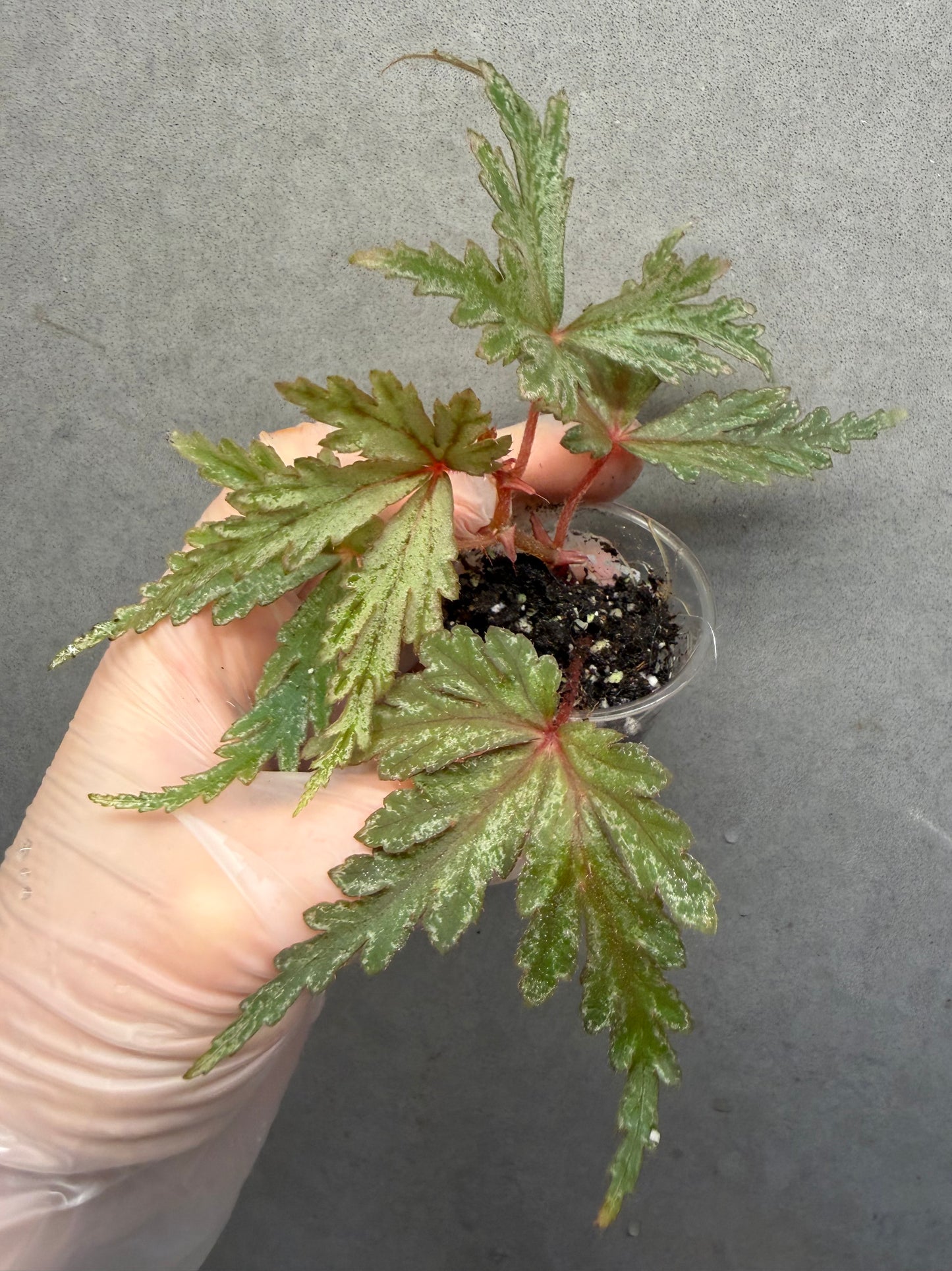 🌿Begonia polilloensis x rajah