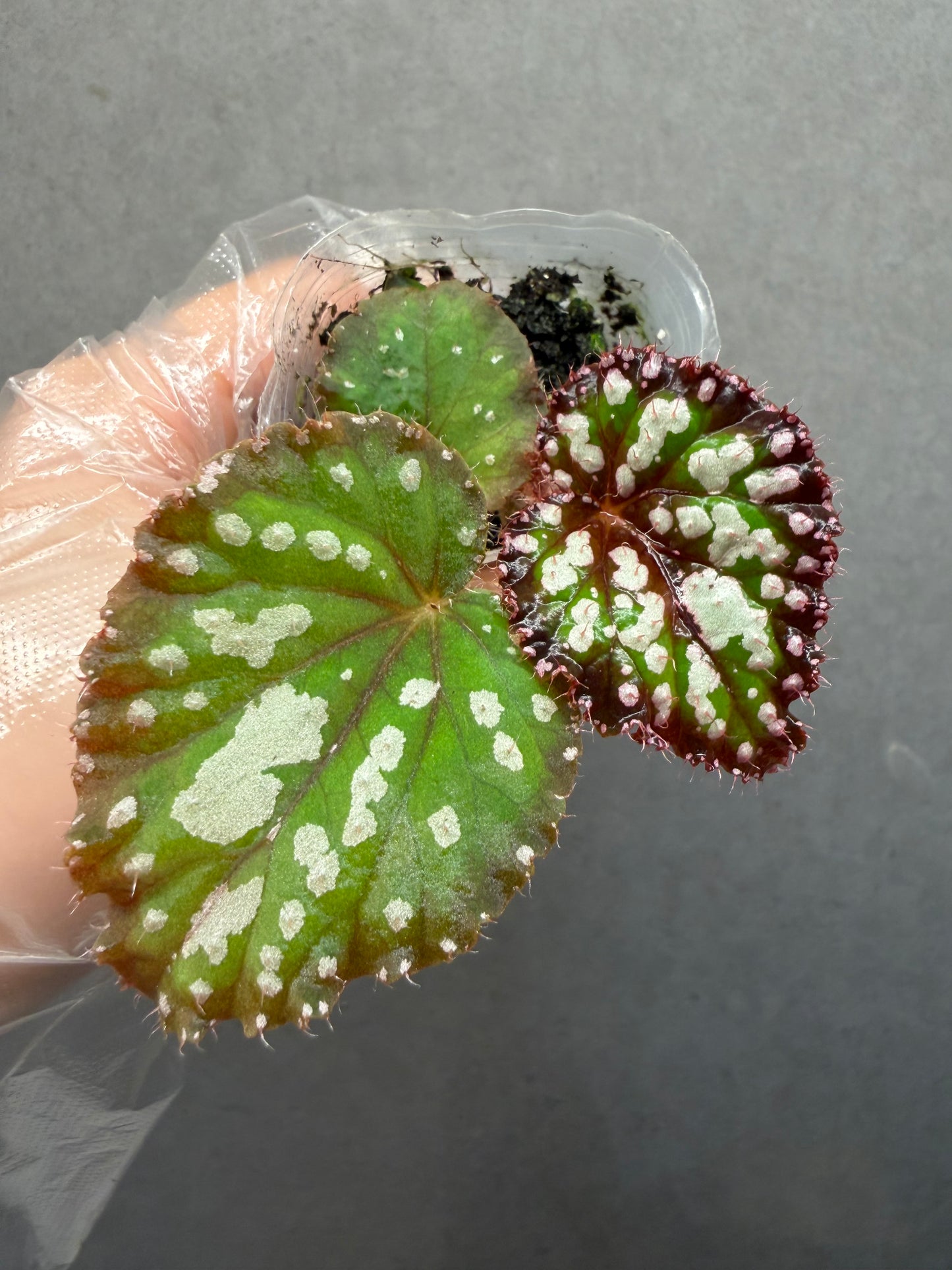 🌿Begonia M&M