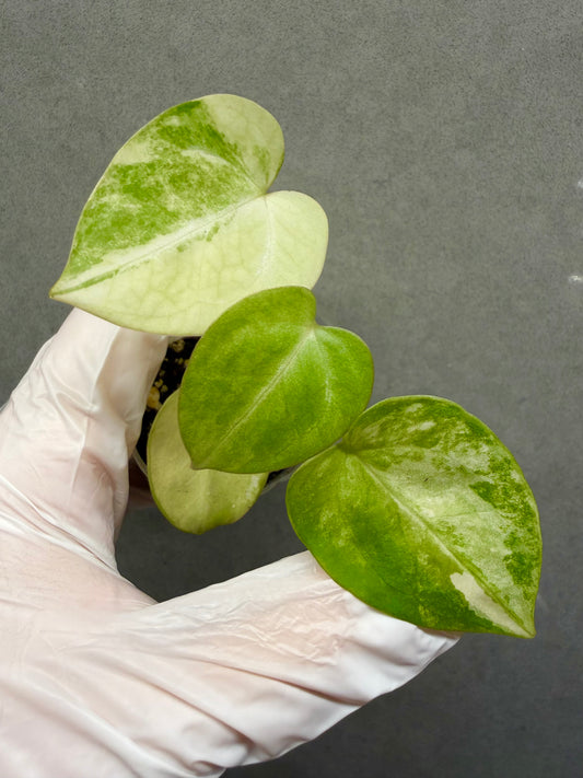 🌿Anthurium magnificum Variegata