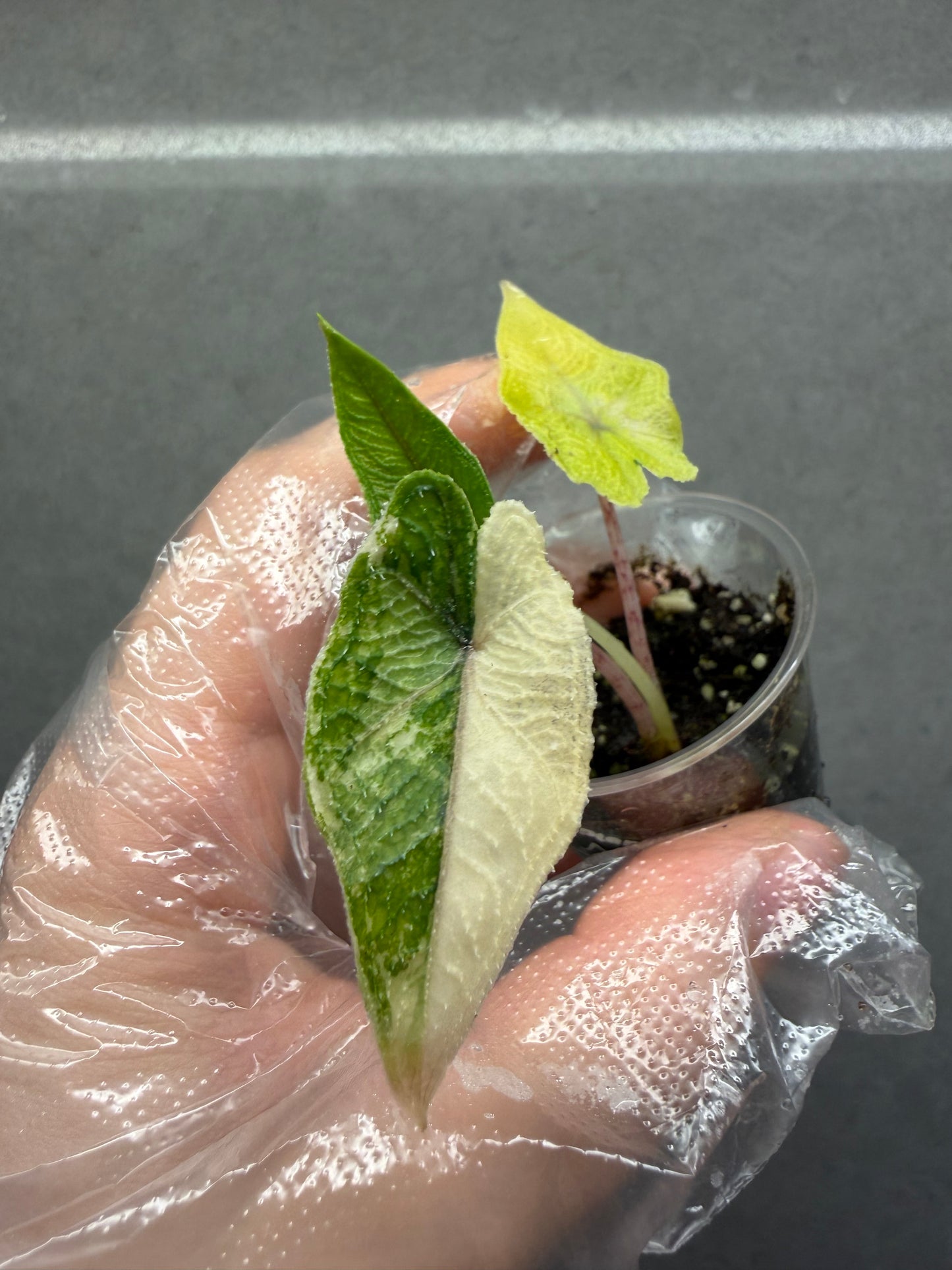 🌿Alocasia Jacklyn Variegated