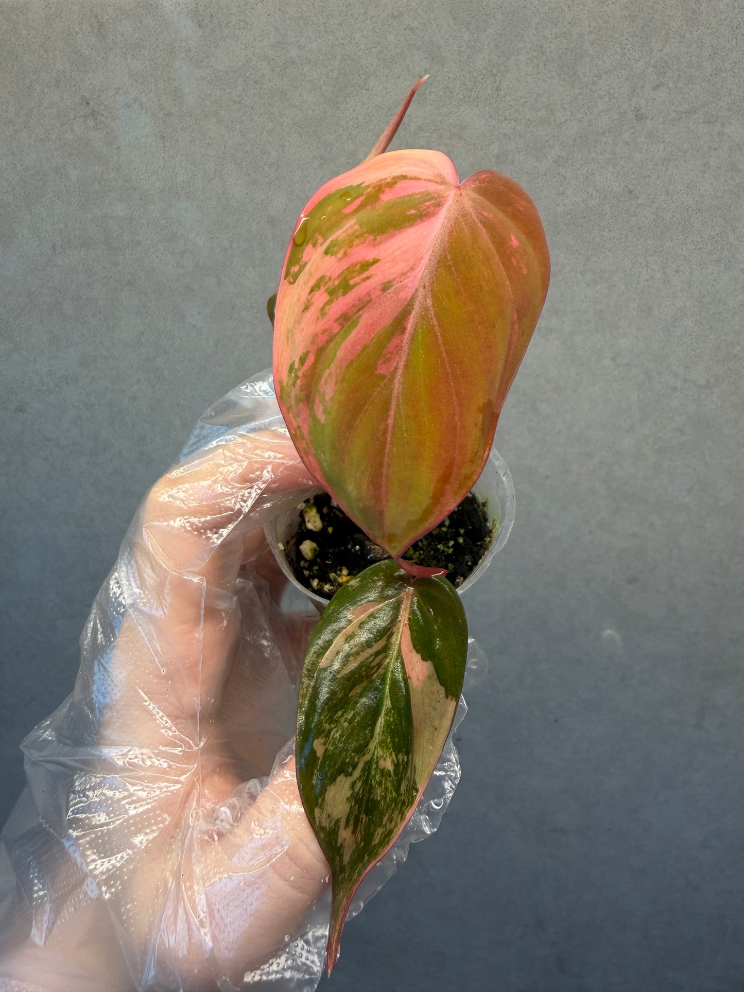 🌿Philodendron Micans Variegated