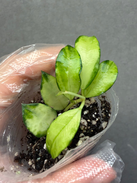 🌿Hoya Lacunosa tricolor bruno