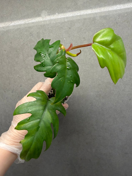 🌿Philodendron mayoi