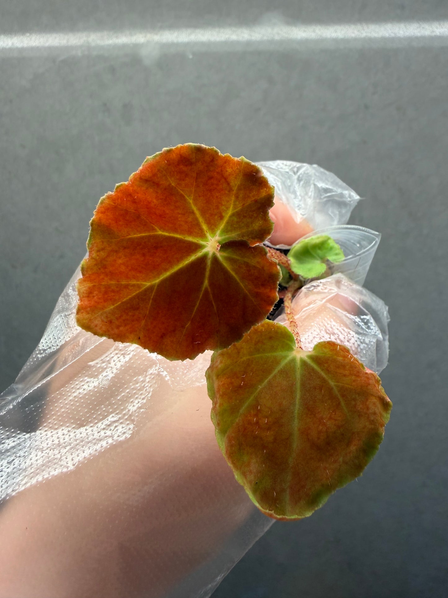 🌿Begonia ’Hoozukimaru‘❤️