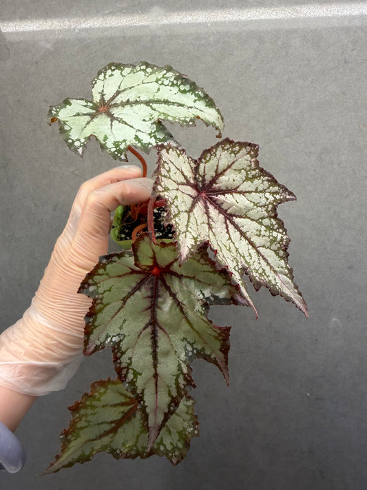 🌿 Begonia 'Robert Golden'