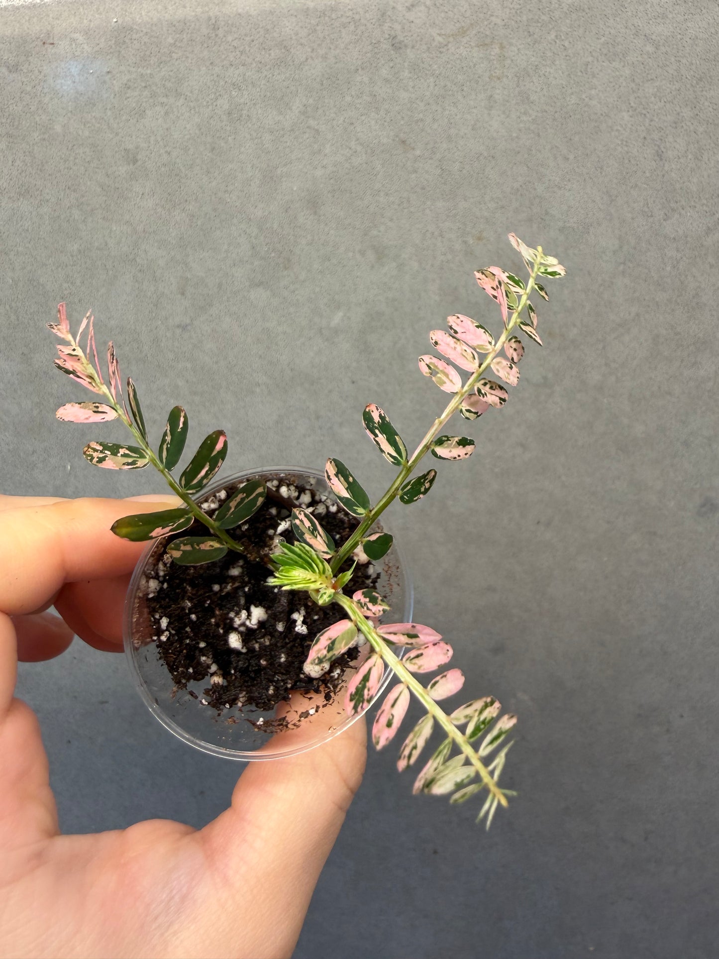 🌸Phyllanthus Urinaria Pink Variegated