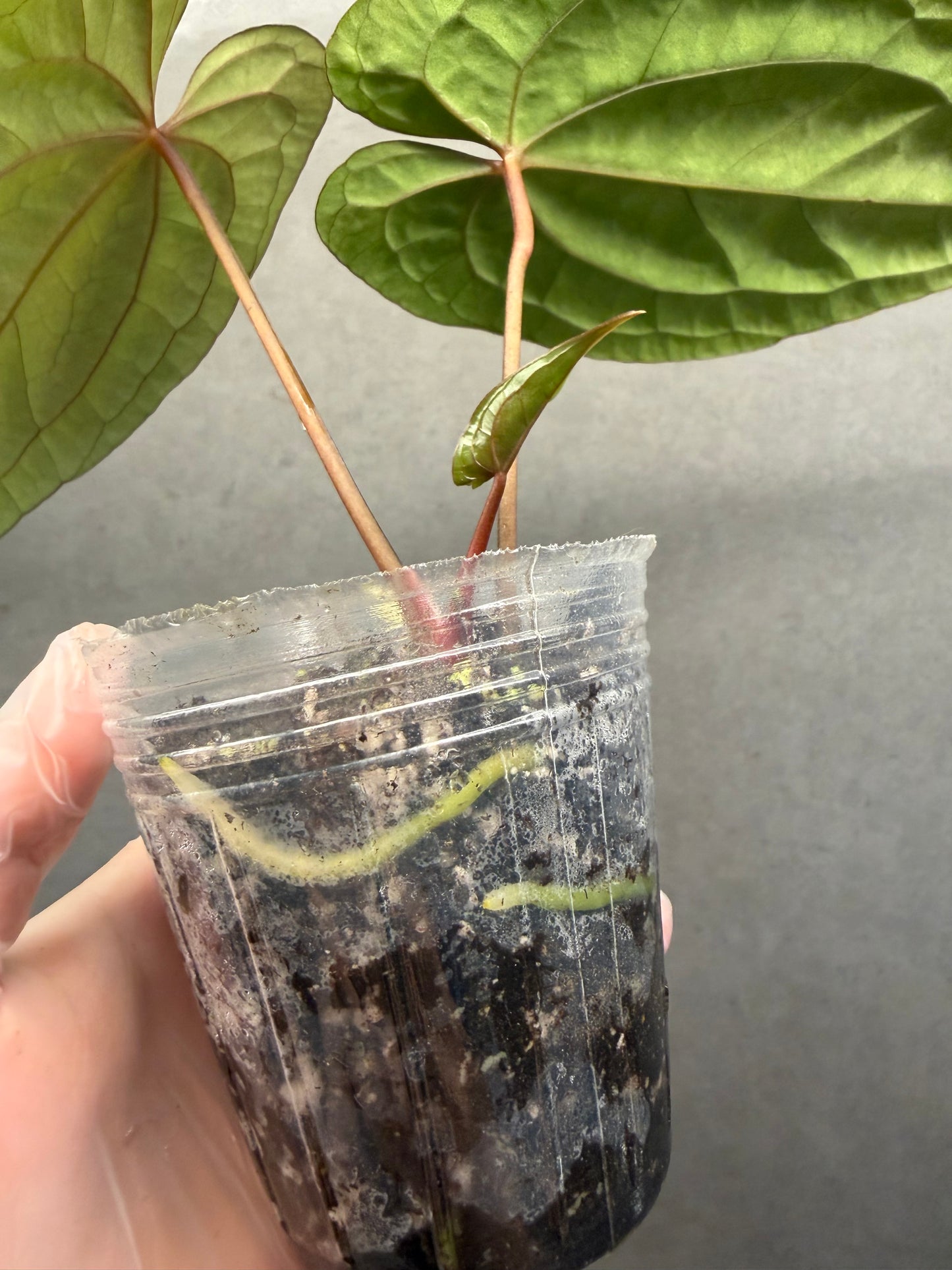 🌿Anthurium Red Vein Dark Phoenix
(RVDP)