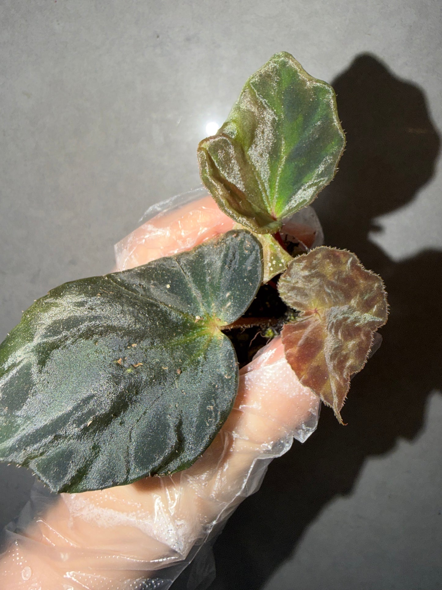 🌿Begonia luzhaiensis