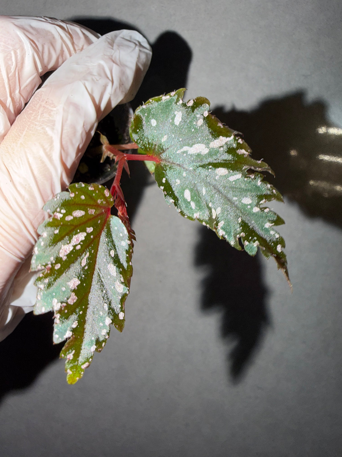 🌿New Begonia serratipetala Irmsch