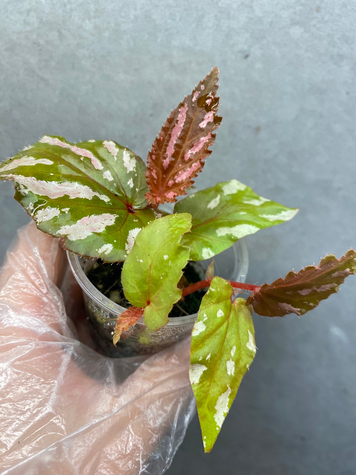 🌿 Begonia brevirimosa
