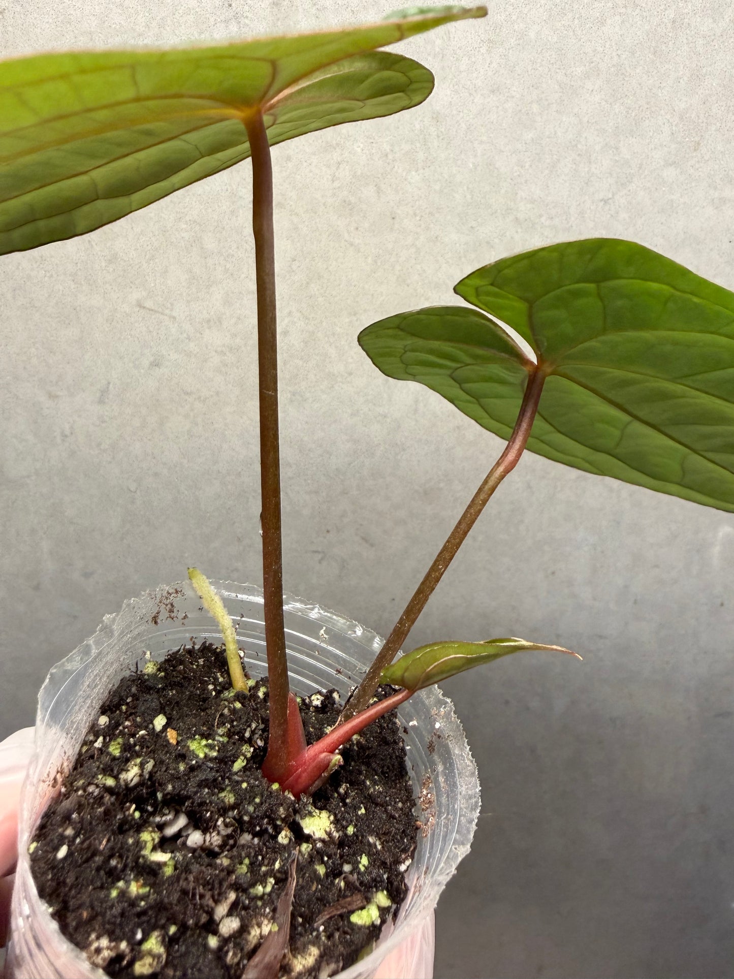🌿Anthurium Red Vein Dark Phoenix
(RVDP)
