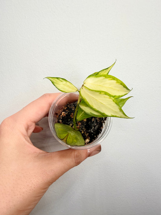 🌿 Hoya polyneura 'Inner Variegated'