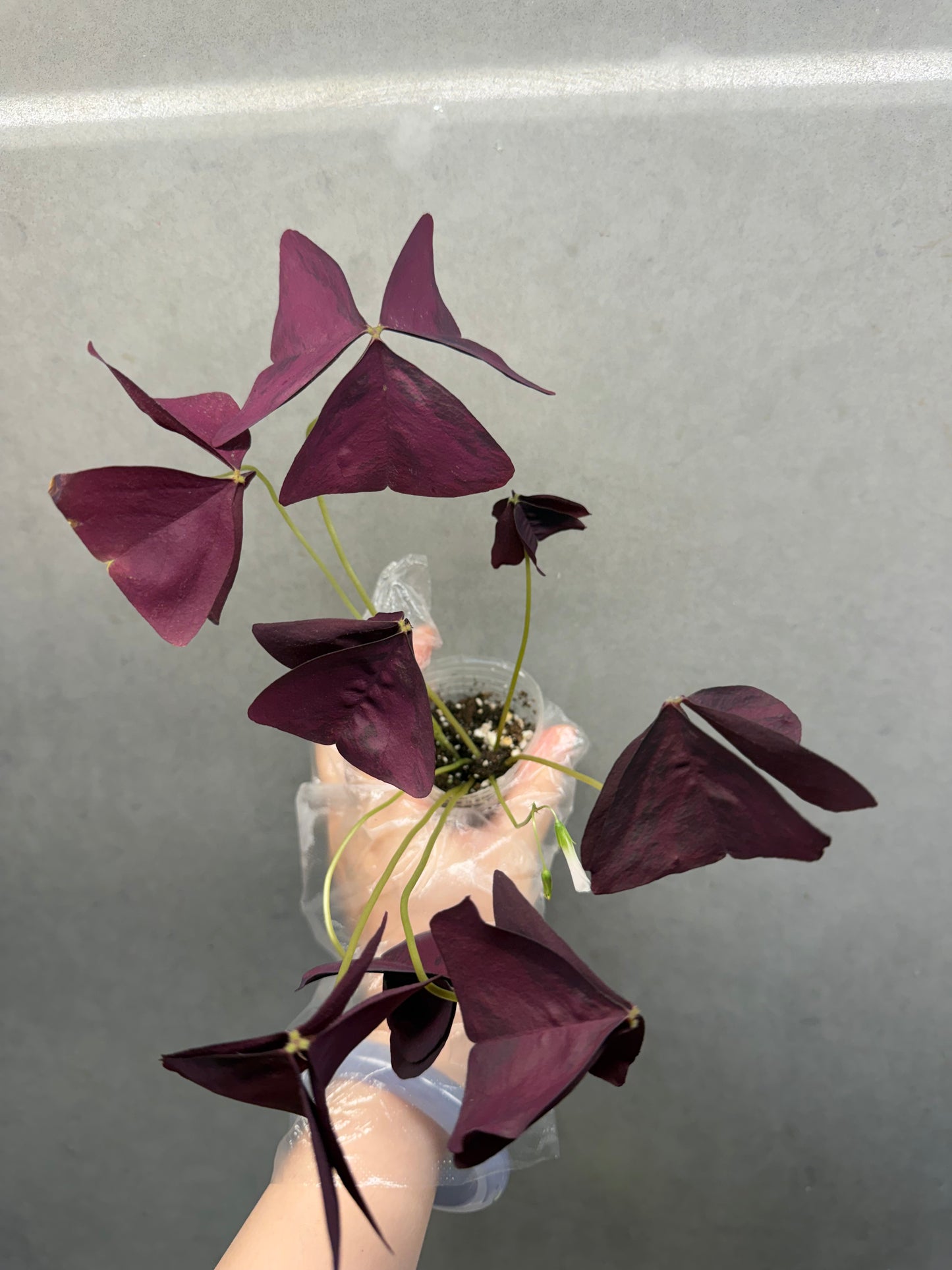 🌿Oxalis Triangularis