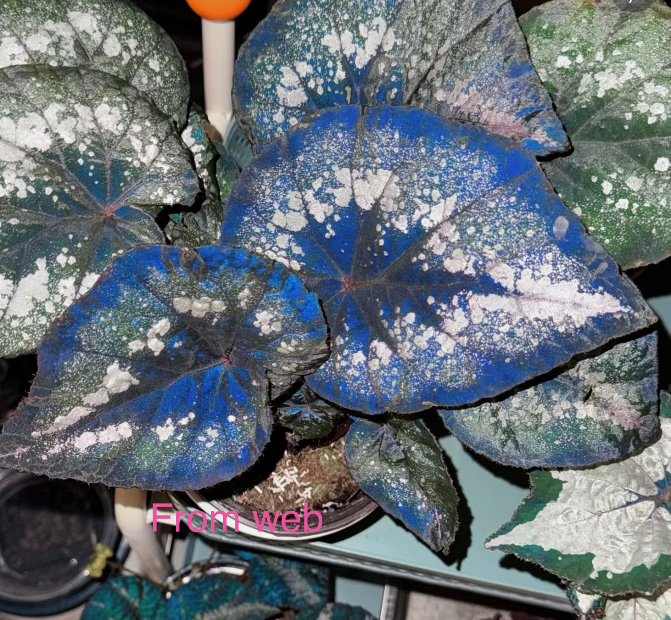 🌃 Begonia 'Blue Danube'