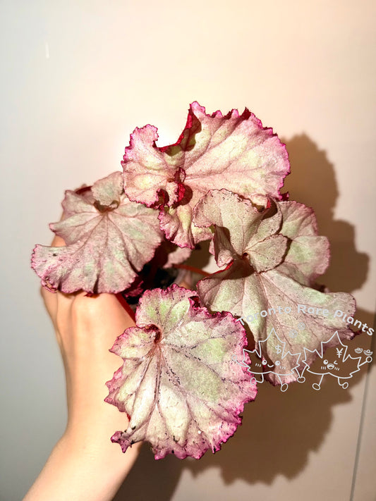 🌿Begonia ‘Pink Panther’