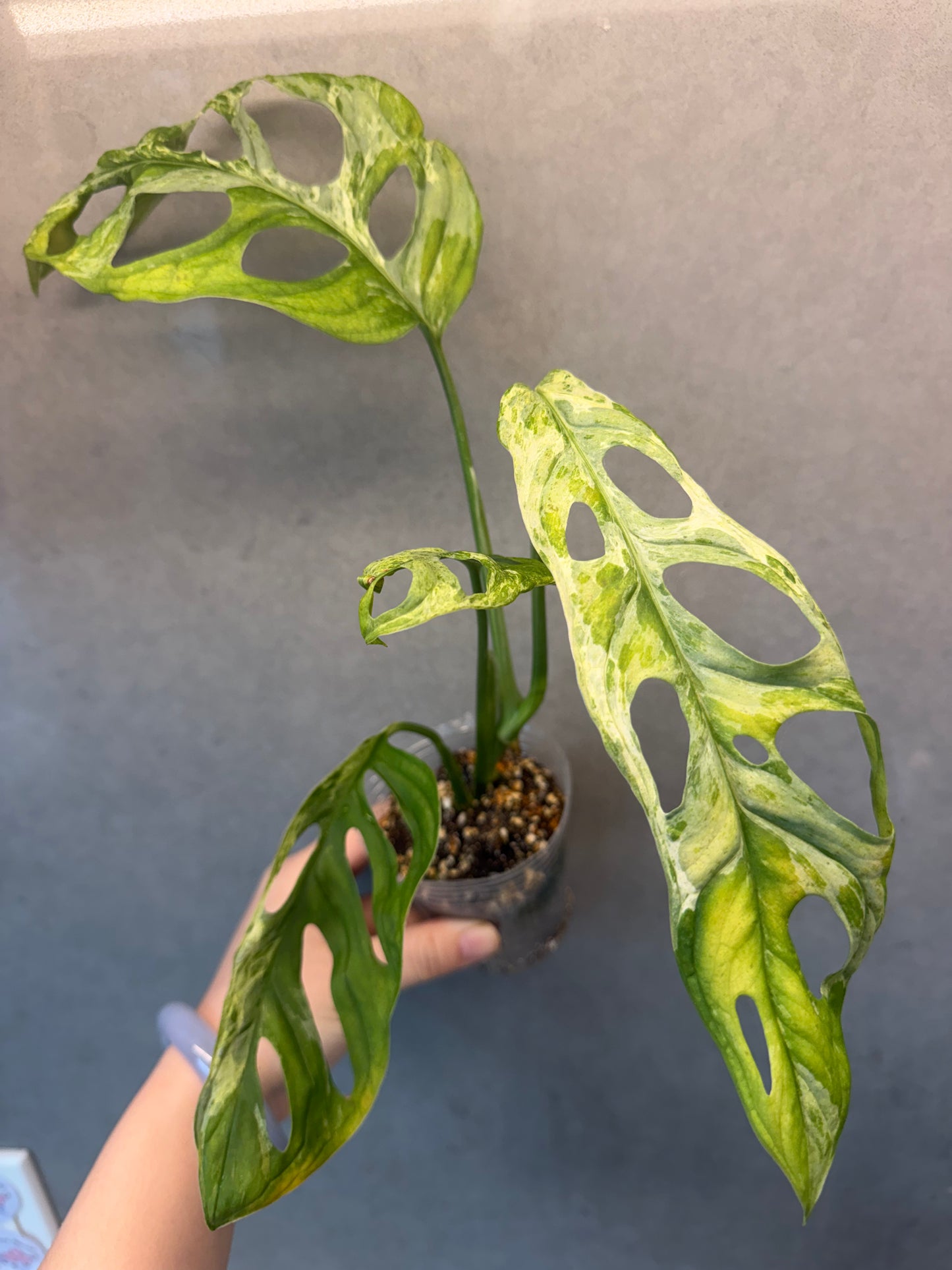 🌿Monstera adansonii Mint variegata