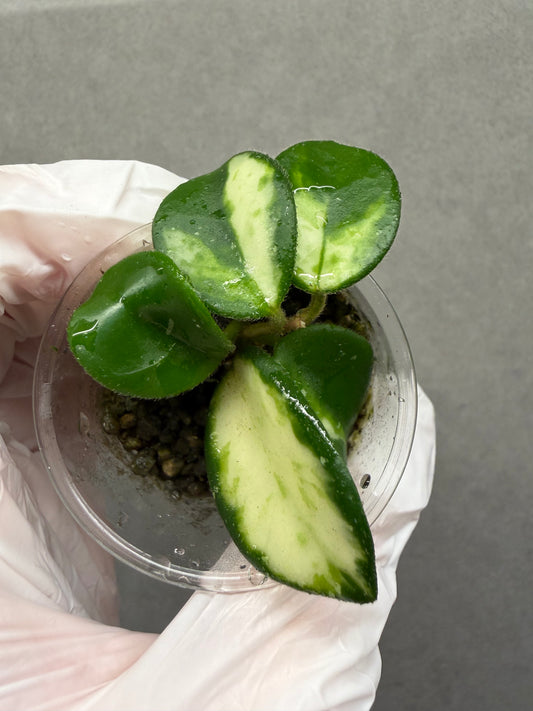 🌿Hoya Mathilde Var