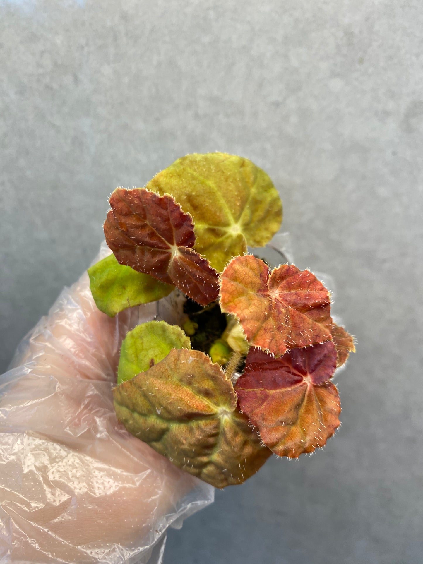 Begonia 'Autumn Ember'
