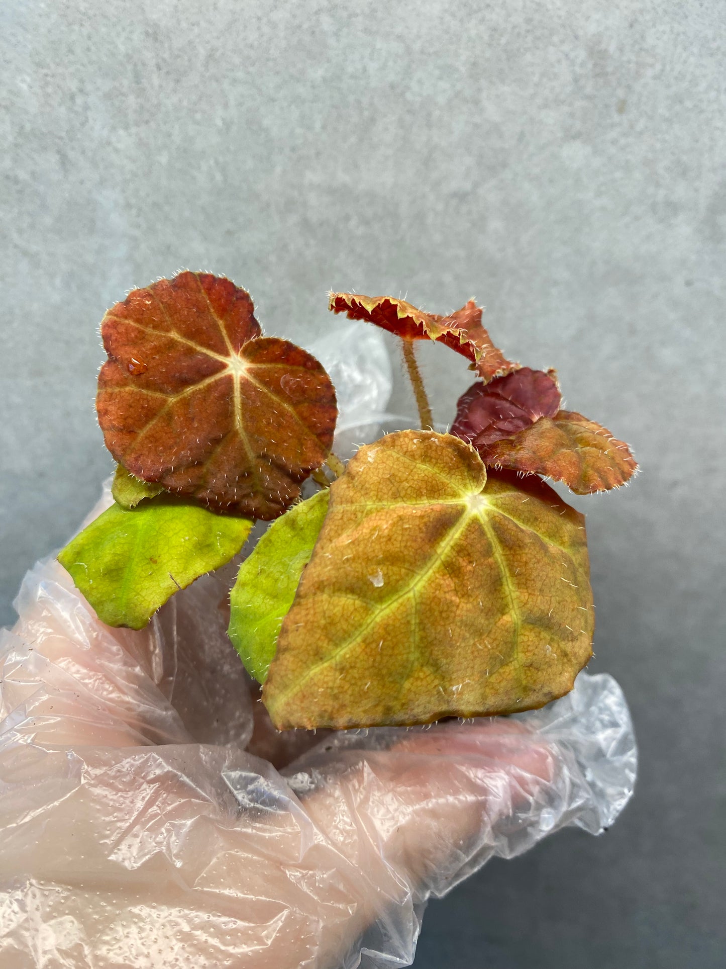 Begonia 'Autumn Ember'