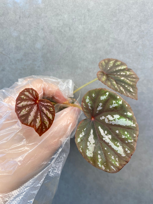 🌿 Begonia 'Candy Stripe'