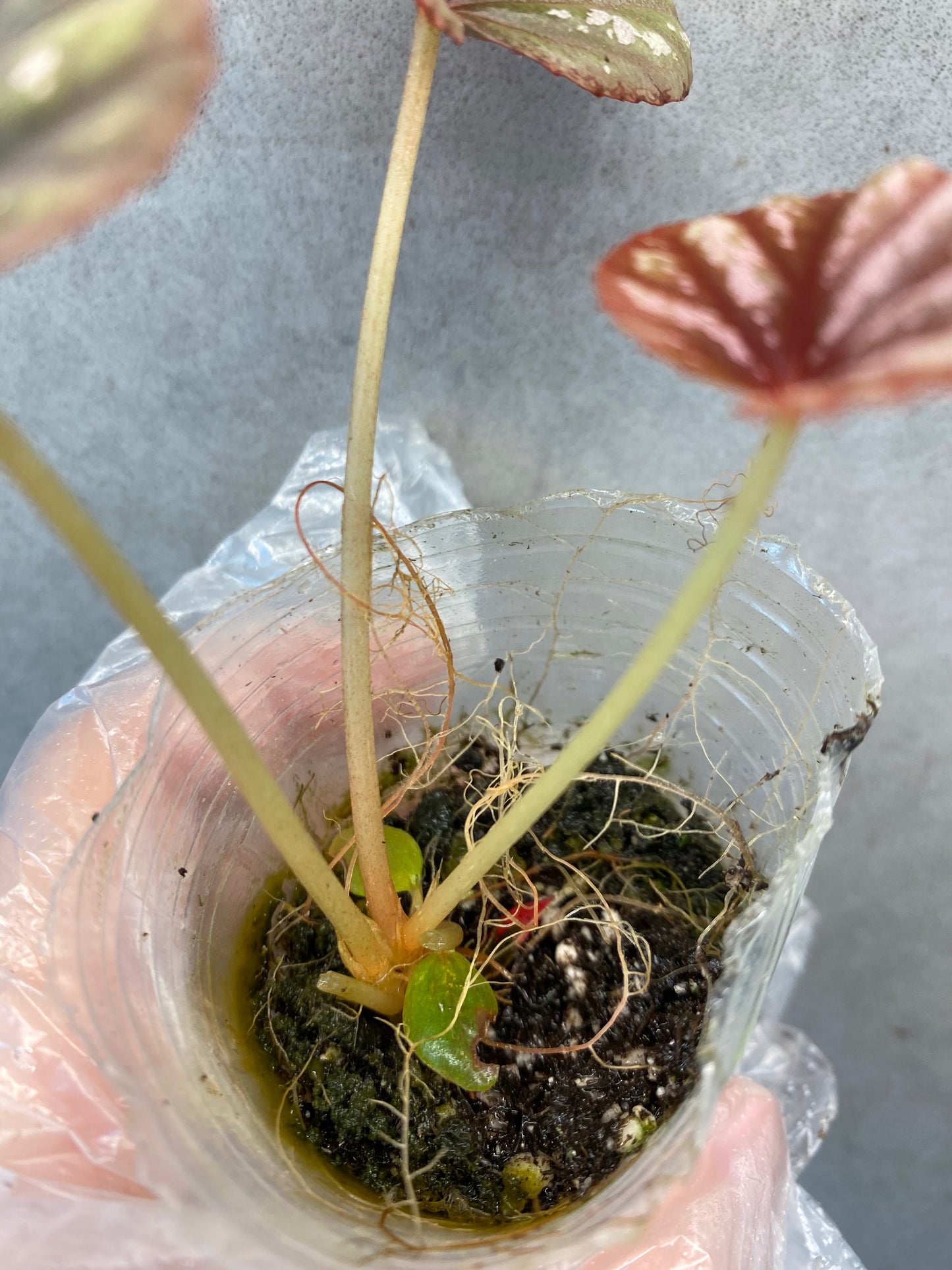 🌿 Begonia 'Candy Stripe'
