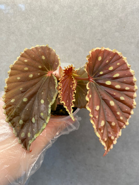 🌟Begonia darthvaderiana（Green Spot）