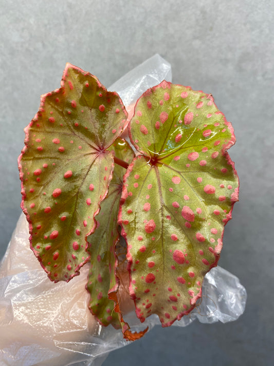 🌿 Begonia Darthvaderiana × Amphioxus