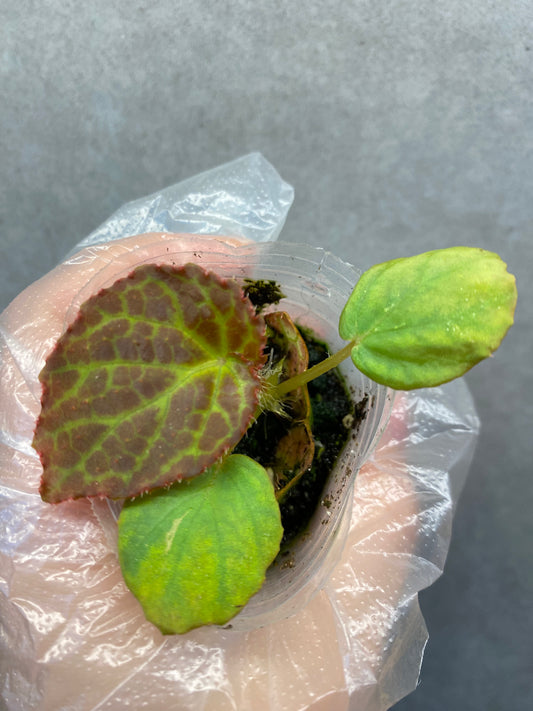 🌿 Begonia rockii