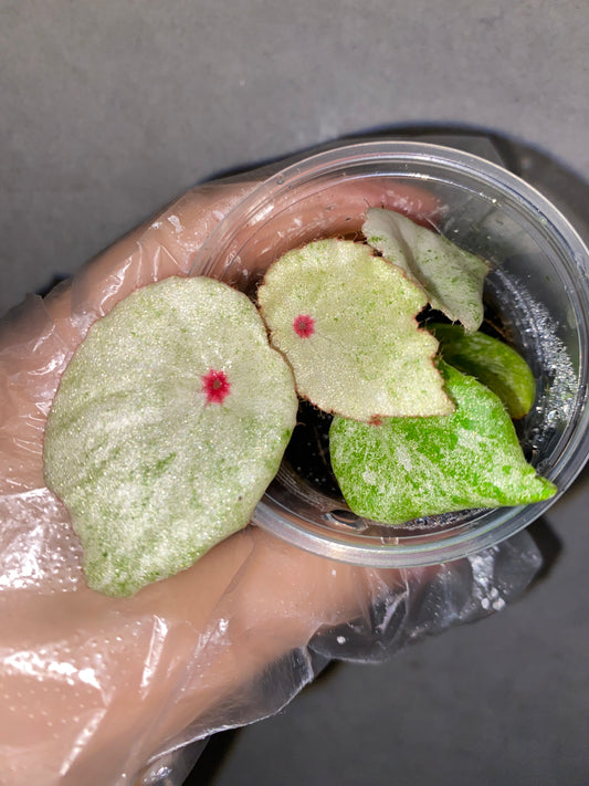 🌿 Begonia 'Rouge' Variegated